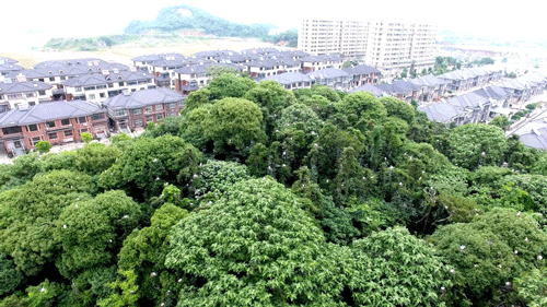 湖州：十年治矿满山绿 产业再造获新生