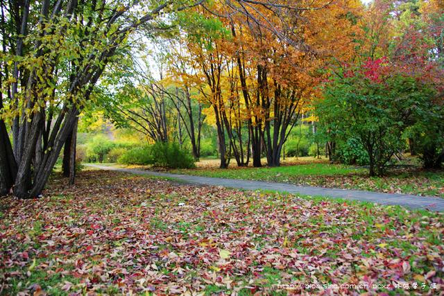 哈尔滨的秋天