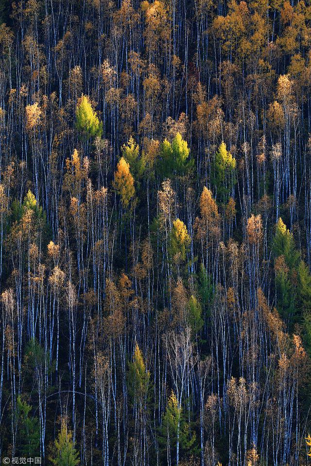 黑龙江：大兴安岭秋天景色
