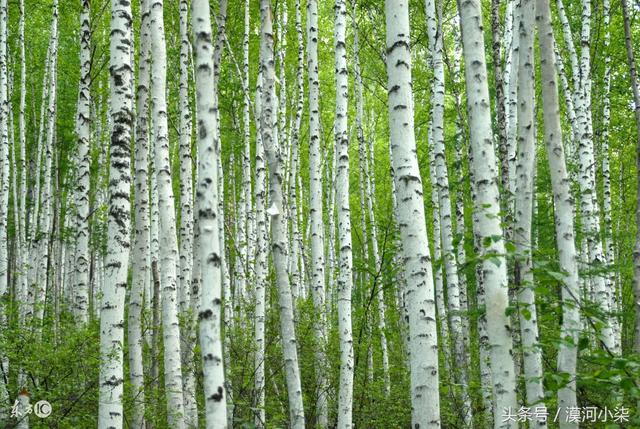 呼伦贝尔夏季最后一集，邂逅最美的呼伦贝尔大草原