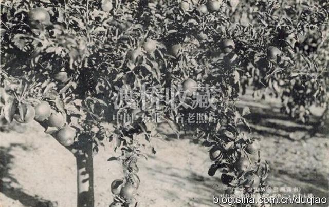 「熊岳旧影」熊岳城宝泉山和韩氏果园