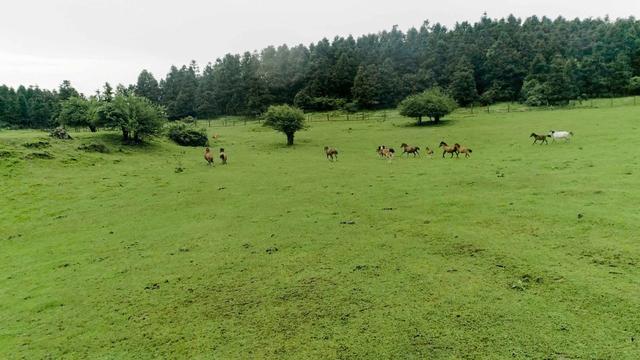 鸟瞰重庆武隆仙女山国家森林公园