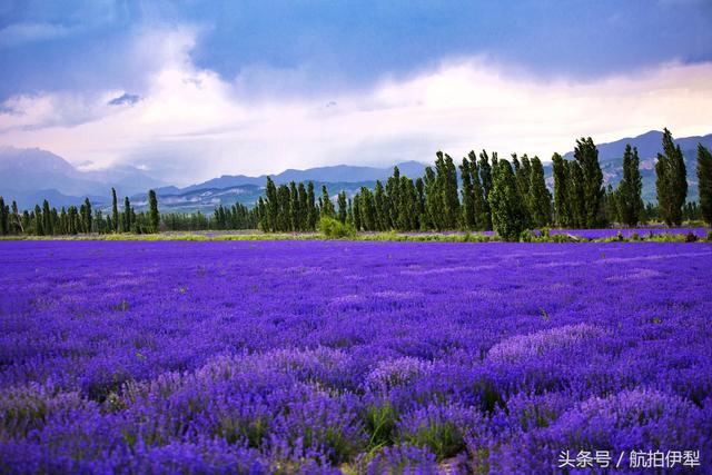 鸟瞰伊犁薰衣草，就是一块美丽的调色板