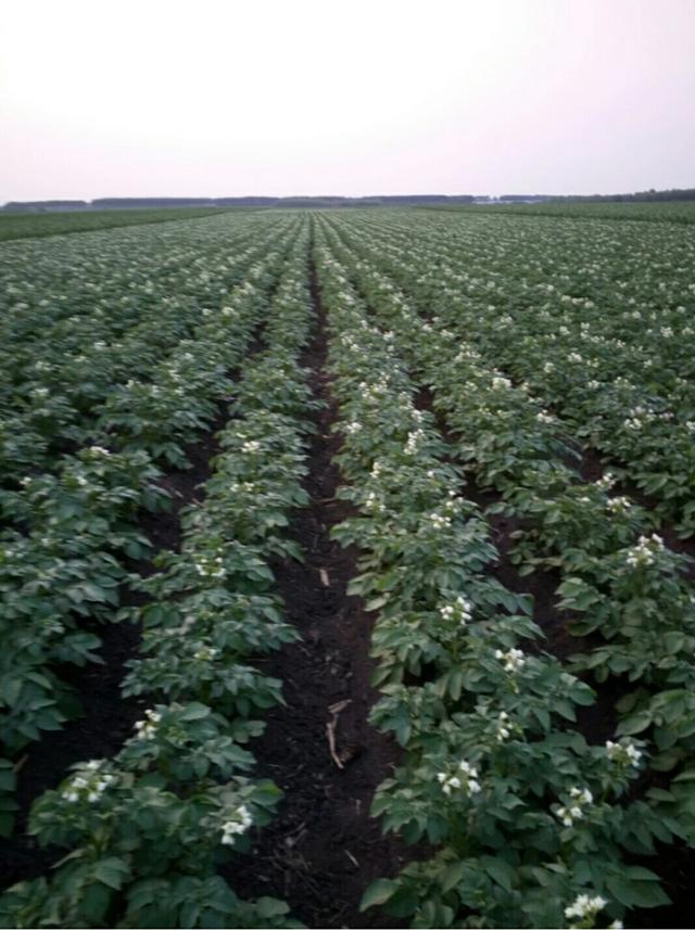 黑土地是我的根