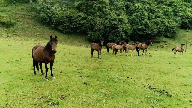 鸟瞰重庆武隆仙女山国家森林公园
