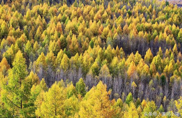 大兴安岭之秋，童话般的世界