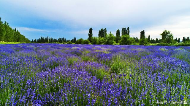 鸟瞰伊犁薰衣草，就是一块美丽的调色板