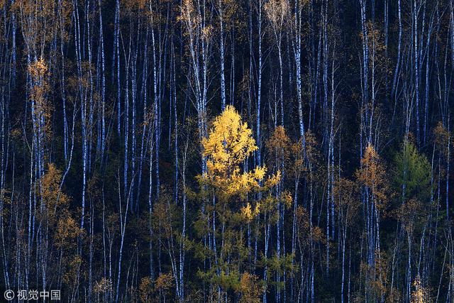 黑龙江：大兴安岭秋天景色