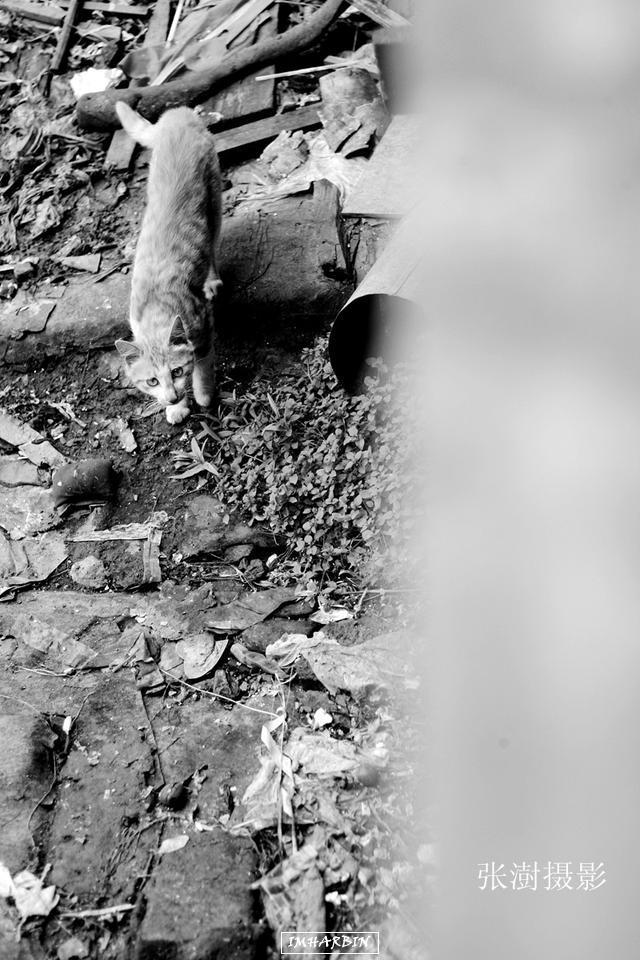 imharbin_2017-01-24_21-31-51