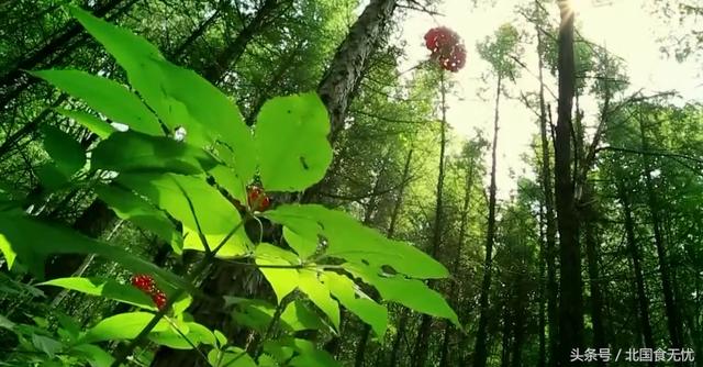 清王朝兴衰：从长白山人参到努尔哈赤的崛起