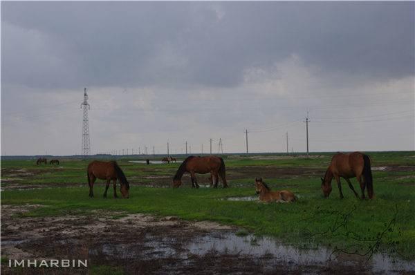 成吉思汗征服嫩江流域的谜团？