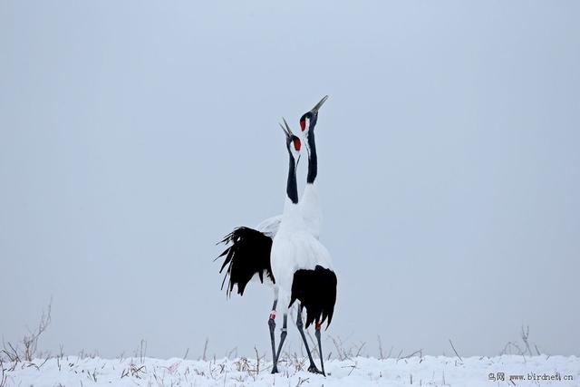 黑龙江方言的演变与特点（四）完结