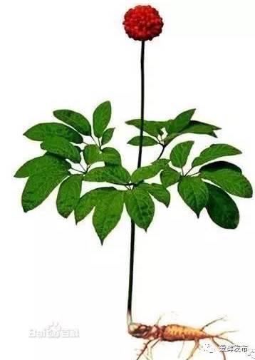 瑷珲被清廷视为“龙兴之地”？来看看历史里的这片土地……