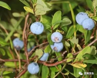 瑷珲被清廷视为“龙兴之地”?来看看历史里的这片土地……