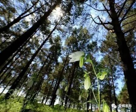 瑷珲被清廷视为“龙兴之地”?来看看历史里的这片土地……