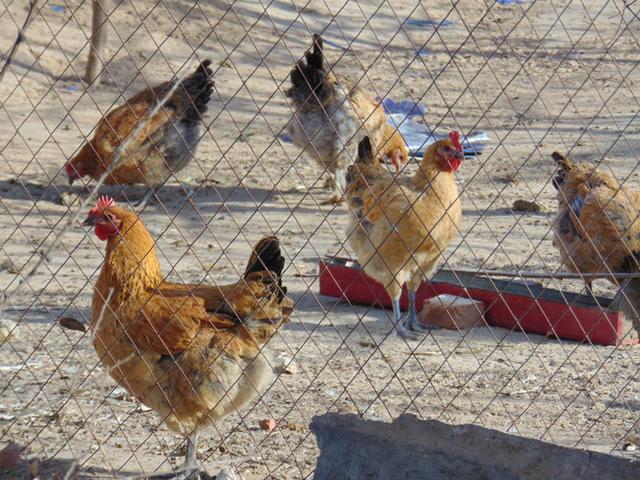 双城女真民族“乡野农俗馆”探秘