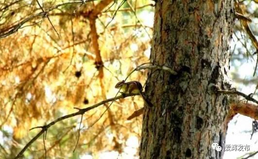 瑷珲被清廷视为“龙兴之地”?来看看历史里的这片土地……