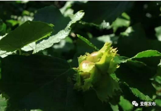 瑷珲被清廷视为“龙兴之地”？来看看历史里的这片土地……