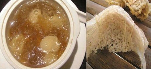 燕雀口水“筑成”的燕窝