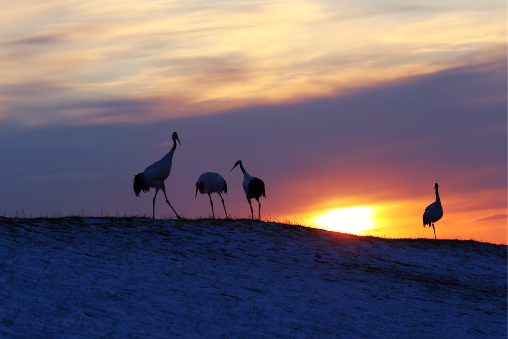 193755zptxdagtm3nn4kmp