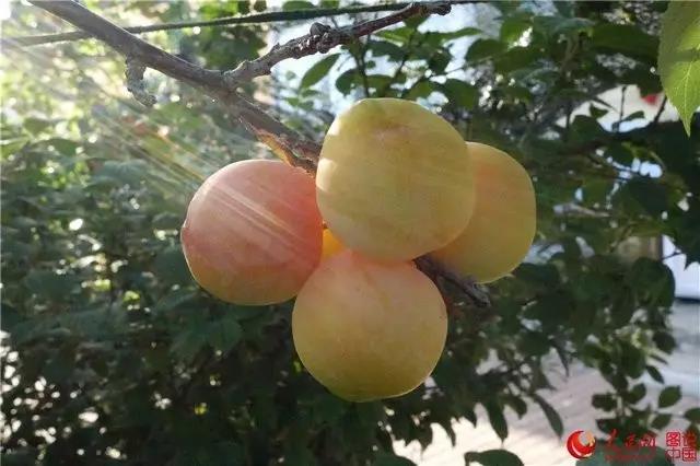 微信图片_20170921171101