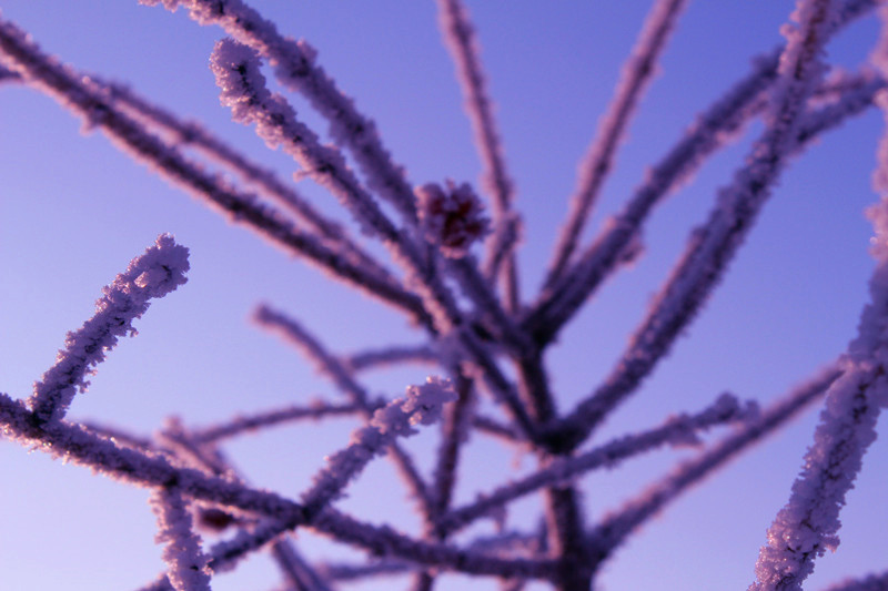 银装素裹，玉树琼枝，叹为观止，好美！