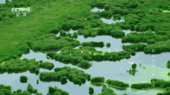 jrs电脑直播_极速体育无插件直播_jrs直播极速体育黑龙江｜吃不完的连环湖鱼 看不厌的扎龙飞鸟