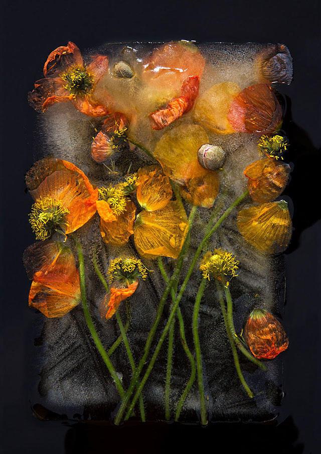 《三峰摄影》凝固之美，原来花卉可以这样赏玩！