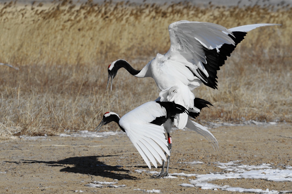 194355agneggzc5eh8ce22