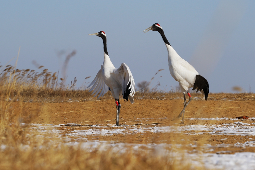 193926u54ueubu3rob0u8k