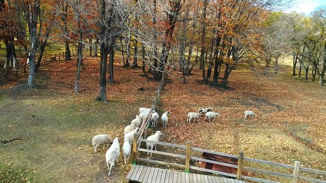 jrs电脑直播_极速体育无插件直播_jrs直播极速体育平山秋末的景色 在夕阳中分外妖娆