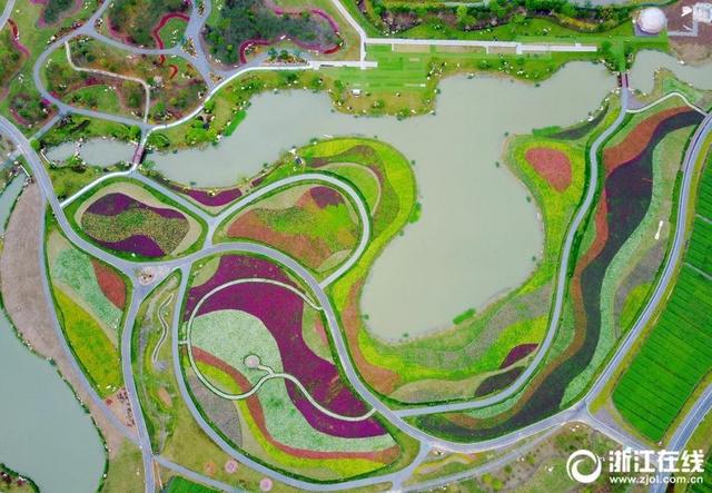 鸟瞰杭州千亩花海 美丽精致宛如地毯