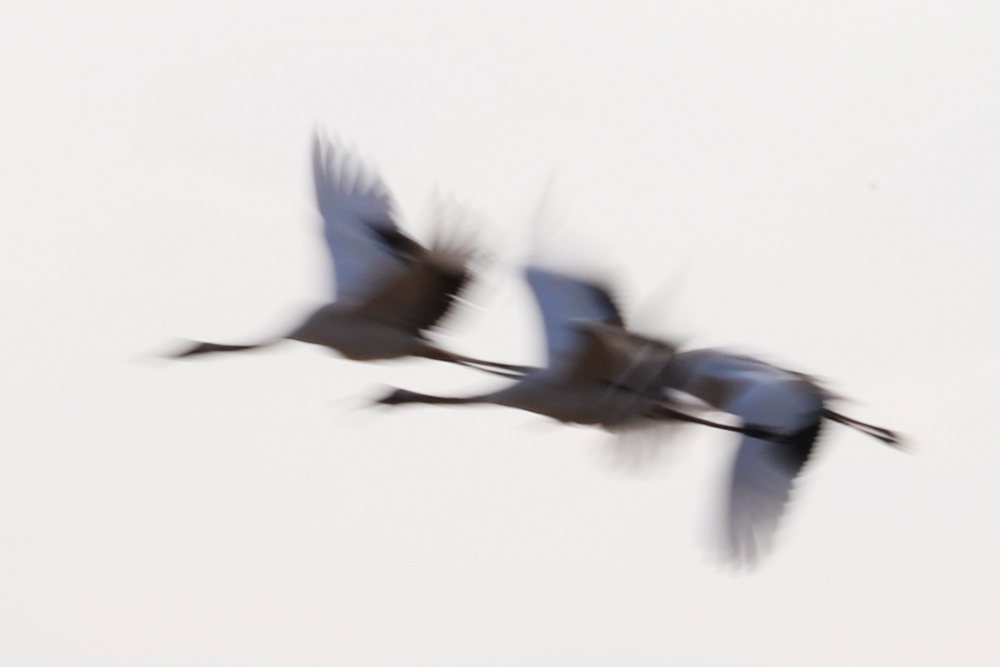 192958tco6bbrrbrl6izbl