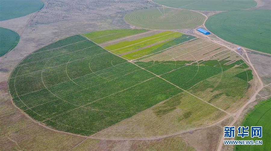 （环境）（4）科尔沁沙地上飘动着“绿海”