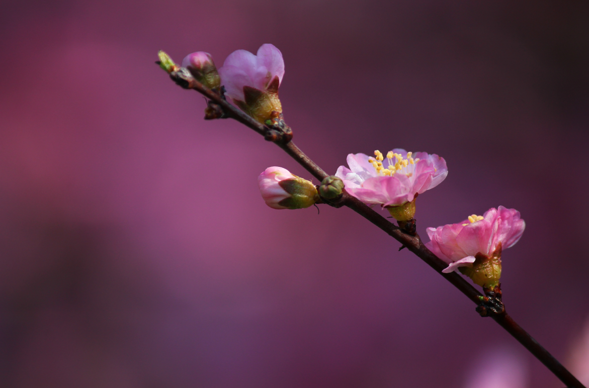 QQ截图20170406130559