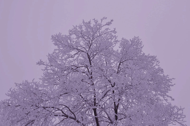 雾凇真是魅力无穷，她悄悄地跃上枝头，尽情装扮，如同给树木披上了银装，分外迷人。