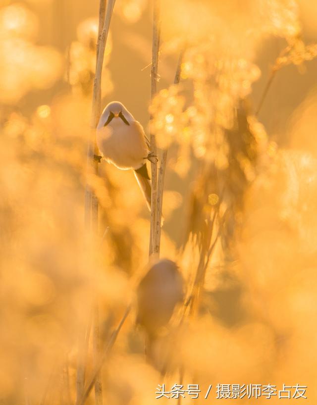 “鸟中熊猫”到油城