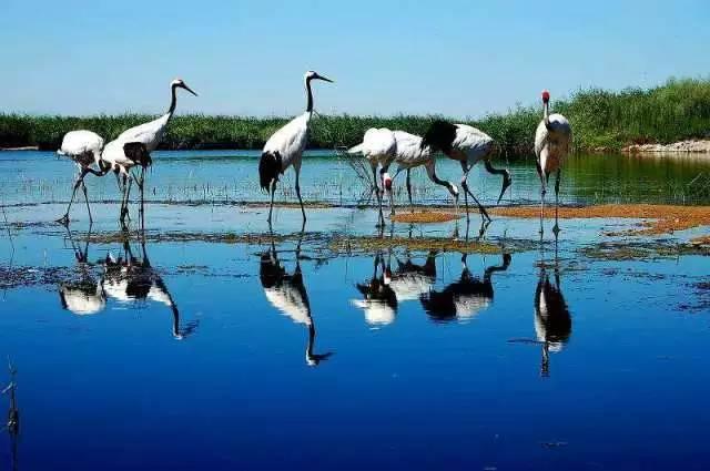 jrs电脑直播_极速体育无插件直播_jrs直播极速体育黑龙江｜吃不完的连环湖鱼 看不厌的扎龙飞鸟