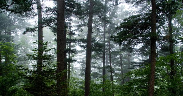 中国五营-红松小镇