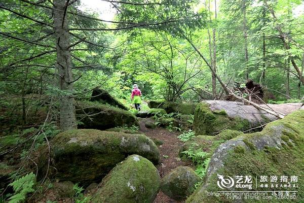 一场穿越时空的旅行：镜泊湖火山地下森林