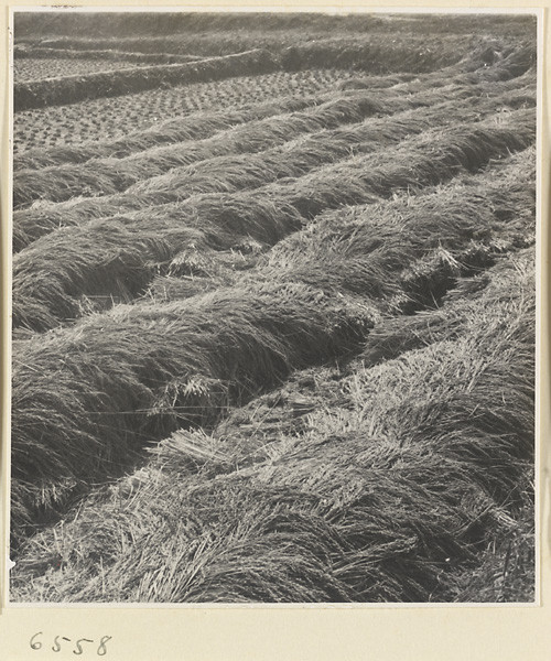 海达·莫里森拍摄的民国影像农家生活【1】 - 沉默的麻雀 - 沉默的麻雀的博客