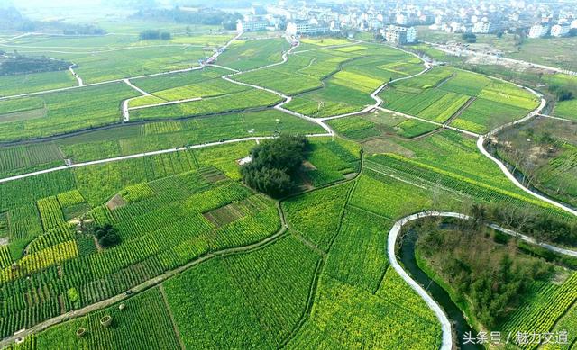 鸟瞰浙江仙居油菜花田景如画