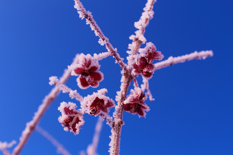 在蔚蓝的天空的映衬下，一枝“寒梅”凌空绽放，更显娇媚。