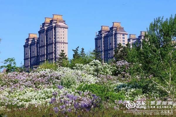 冰城春天的浪漫盛事，流连在丁香园飘香的花海
