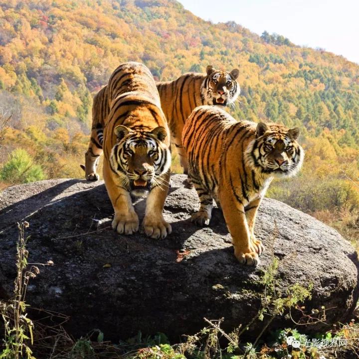 微信图片_20171026170351