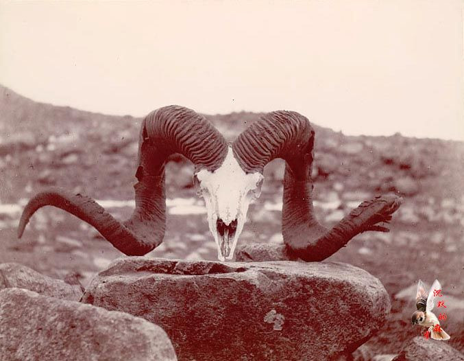 英国旅行家拍摄的1898年新疆影像【下】 - 沉默的麻雀 - 沉默的麻雀的博客