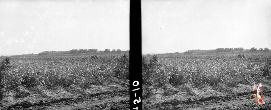 立体老照片：三十年代初黑龙江农村影像【上】 - 沉默的麻雀 - 沉默的麻雀的博客