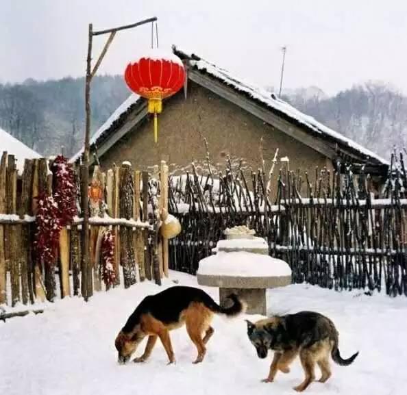 散文｜我的大东北