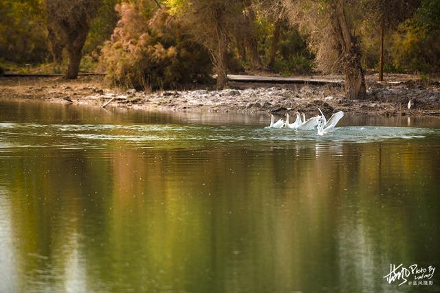 喀什巴楚——去探寻刀郎歌中那喀什葛尔的胡杨