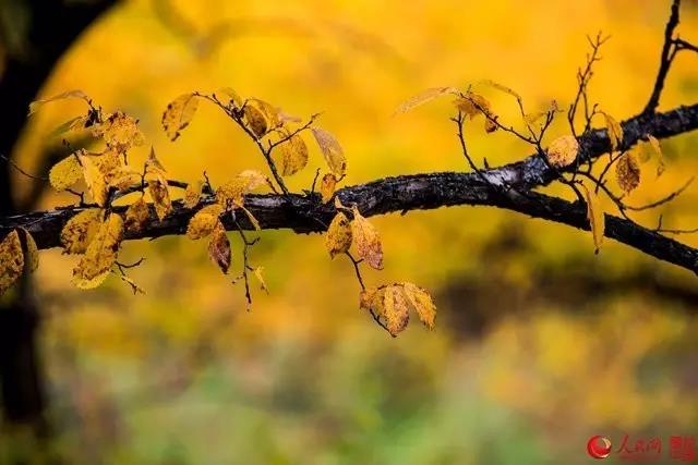 微信图片_20170919163936